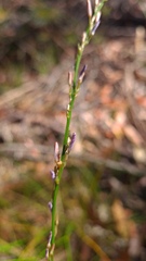 Caesia parviflora vittata