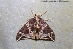 Ecliptopera rectilinea