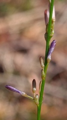 Caesia parviflora vittata