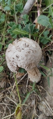 Saproamanita vittadinii