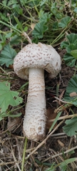 Saproamanita vittadinii