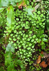 Adiantum aethiopicum