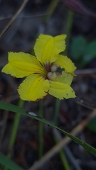 Goodenia hederacea