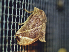 Natada fusca
