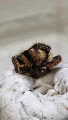 Phidippus whitmani