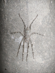 Pandercetes gracilis