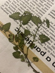 Urtica chamaedryoides