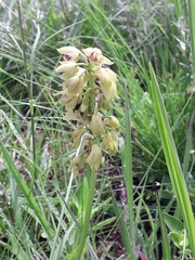 Orthochilus foliosus