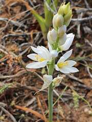 Ornithogalum