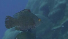 Cheilinus oxycephalus