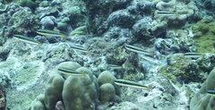 Thalassoma amblycephalus