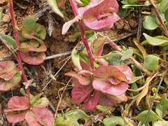 Tetragonia