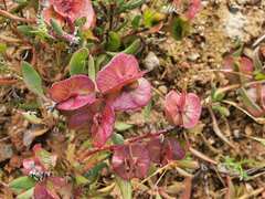 Tetragonia