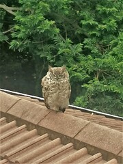 Bubo africanus africanus