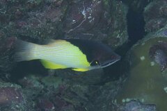 Bodianus mesothorax