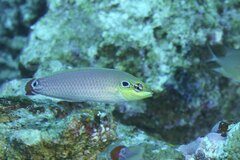 Halichoeres melasmapomus