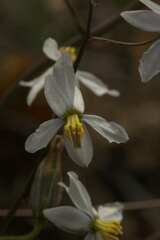 Cyanella