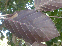 Phyllonorycter maestingella