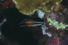 Labroides pectoralis