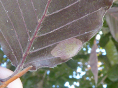 Phyllonorycter maestingella