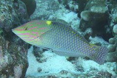 Halichoeres hortulanus