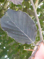 Phyllonorycter maestingella