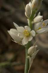 Ornithogalum