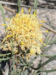 Petrophile longifolia