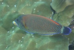 Pseudodax moluccanus