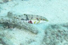 Halichoeres nebulosus