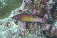 Bodianus dictynna