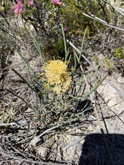 Petrophile longifolia