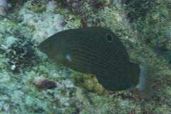 Halichoeres marginatus