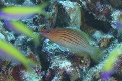 Pseudocheilinus octotaenia