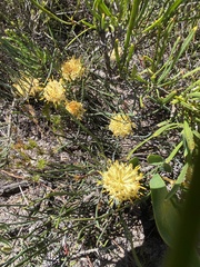 Petrophile longifolia