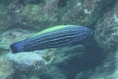 Labropsis xanthonota