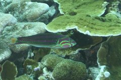 Thalassoma quinquevittatum