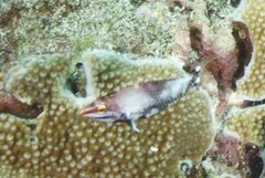 Halichoeres hortulanus