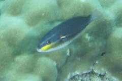 Stethojulis bandanensis
