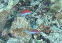 Cirrhilabrus chaliasi