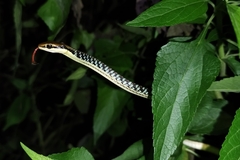 Dendrelaphis pictus