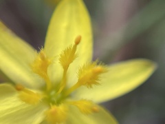 Asparagales