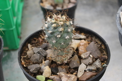 Turbinicarpus pseudomacrochele