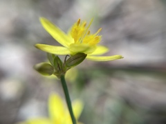 Asparagales