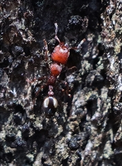 Podomyrma adelaidae