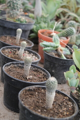 Pelecyphora strobiliformis