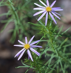 Aster