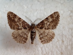Cleora cinctaria