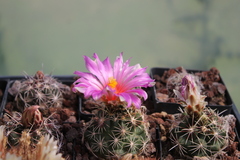 Thelocactus bicolor