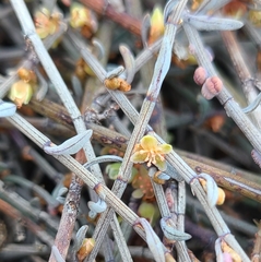Muehlenbeckia ephedroides